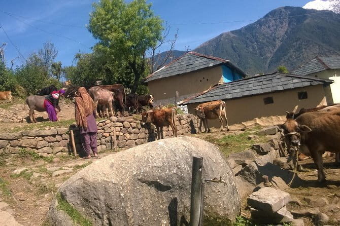 7 Days Dharamsala - Dalai Lama home Trek - Why this Dharamsala + trekking mix works so well