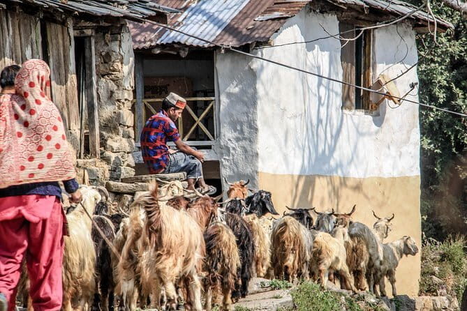 7 Days Dharamsala - Dalai Lama home Trek - Days 2–4: pine forests, village walks, and that chai break