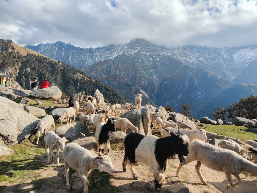 Goats on mountain trek in Himachal Pradesh