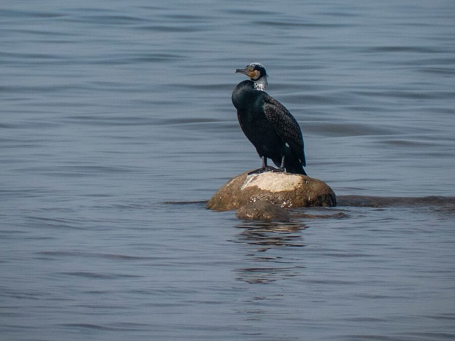 Great Cormorant at Pong Dam