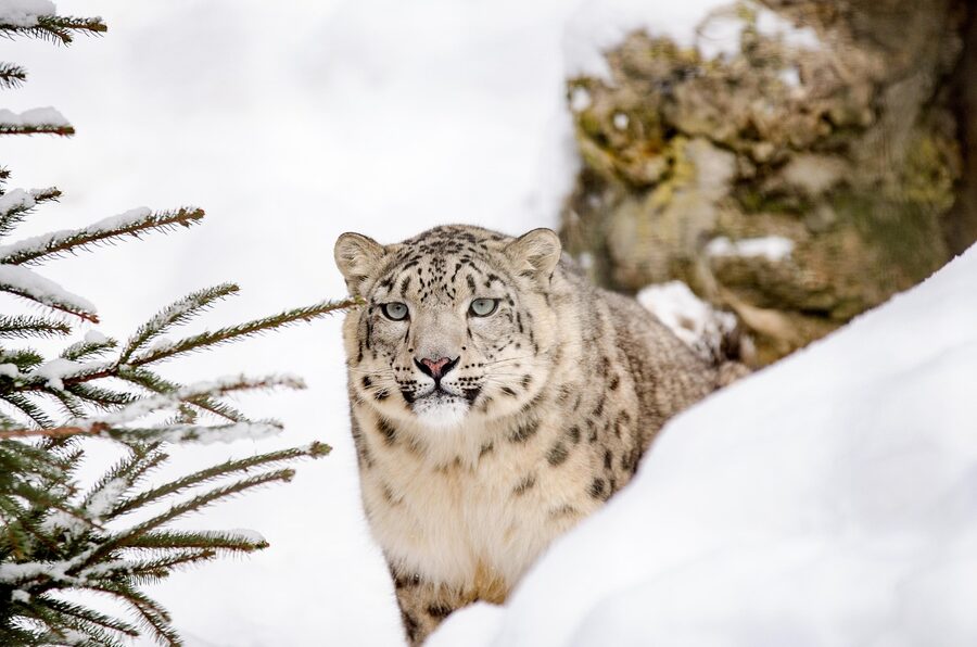Snow leopard in winter snow