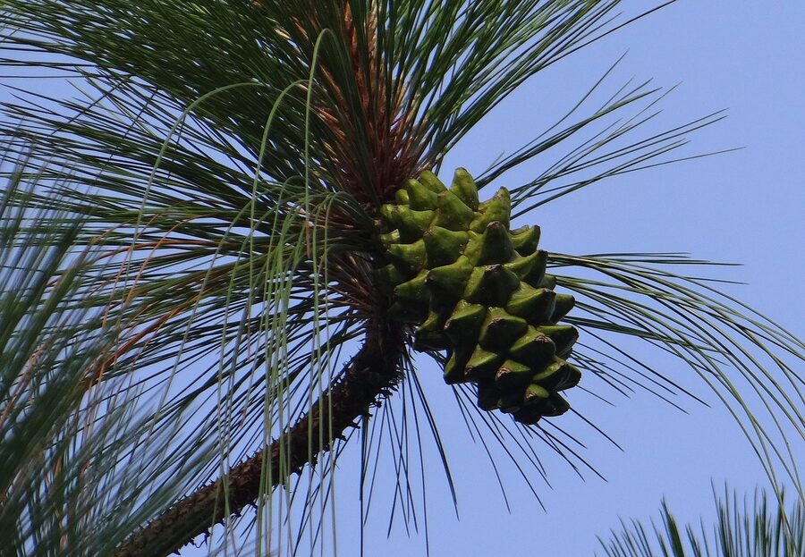 Himalayan blue pine cones, the dominant tree on the Bir to Billing trail