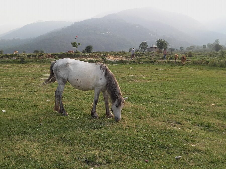 Pasture land and pine slopes around Bir village