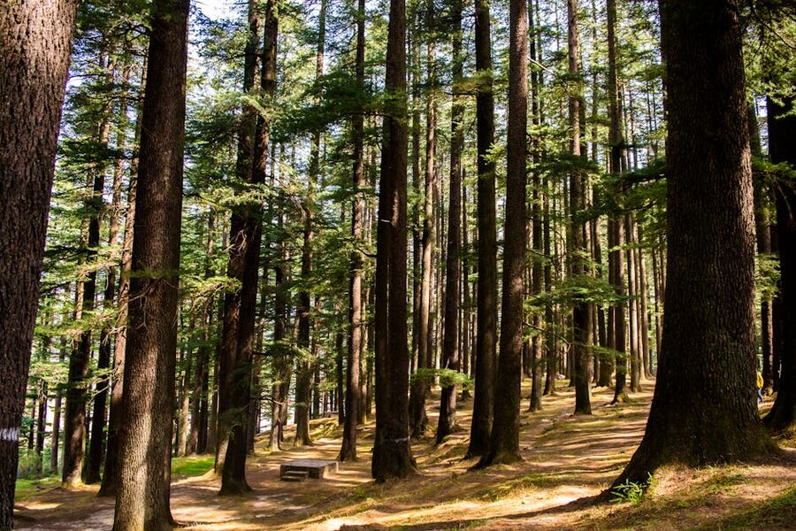 Tall pine and deodar trees in a Himalayan forest near Chail