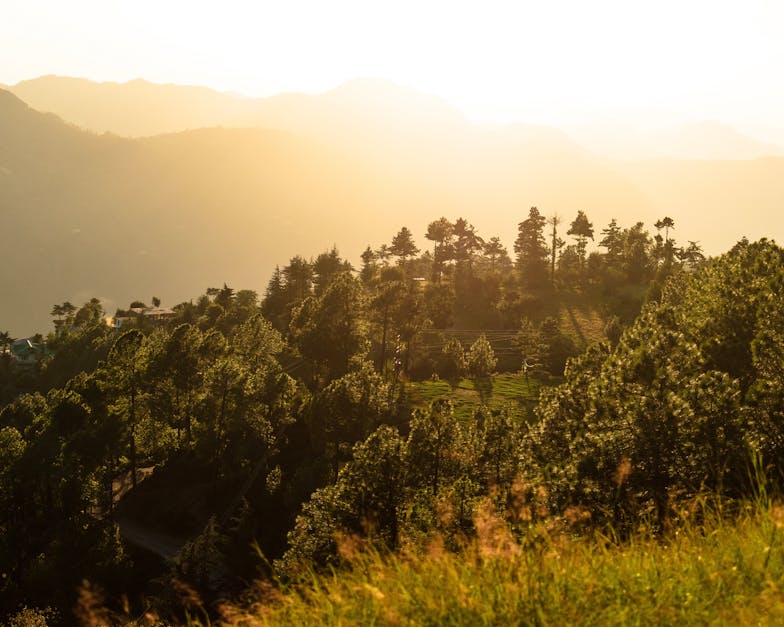 Forested hilltop at sunset in Chail, Himachal Pradesh