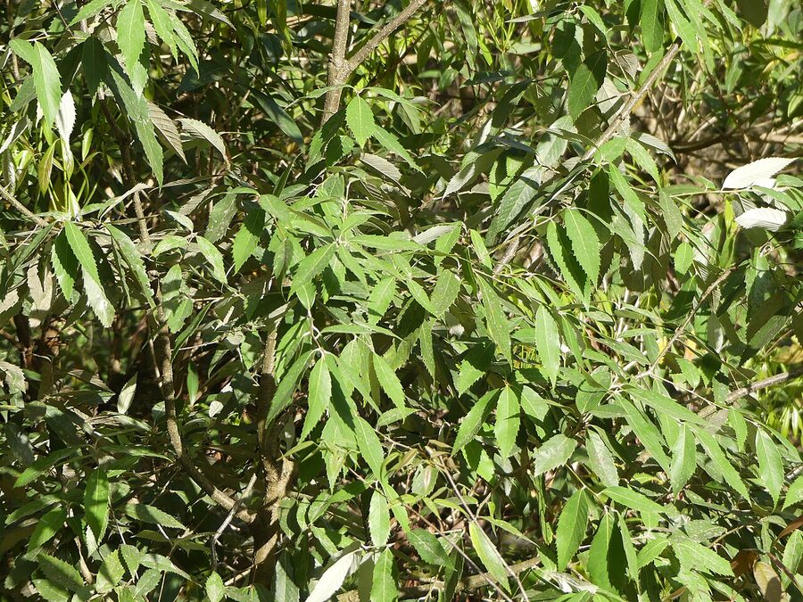 The ban oak, Quercus leucotrichophora, a key species of the western Himalayan mid-elevation forests.