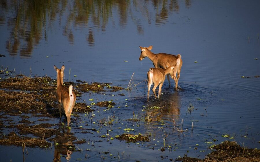 A northern red muntjac or barking deer, Muntiacus vaginalis, the small deer commonly heard in the sanctuary's oak forests.
