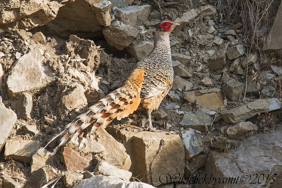 A cheer pheasant, Catreus wallichii, the species the sanctuary's breeding programme has worked with since 1988.