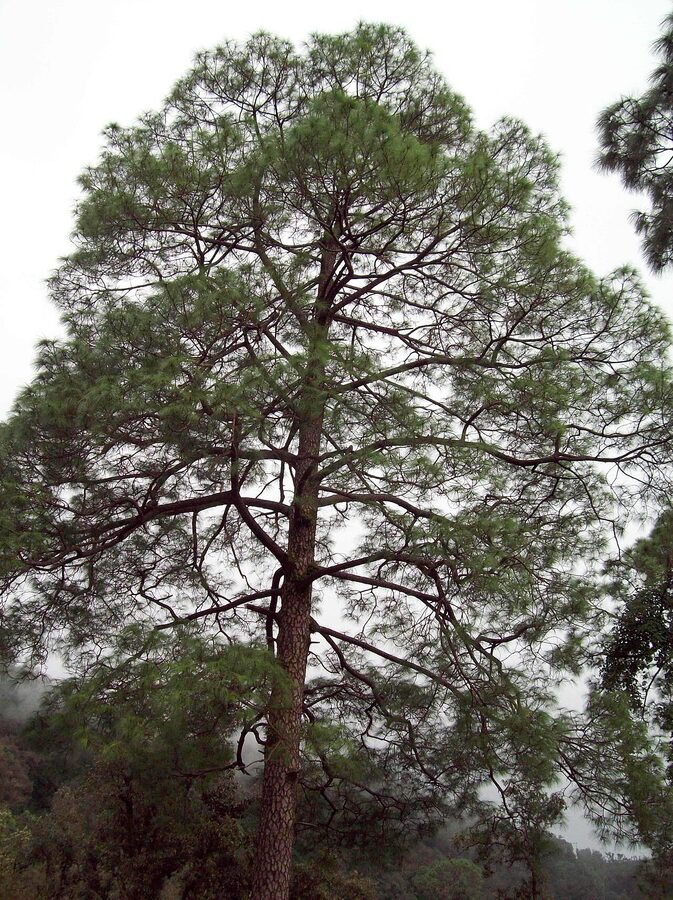 A mature Pinus roxburghii or chir pine tree in the lower forests of Himachal Pradesh.