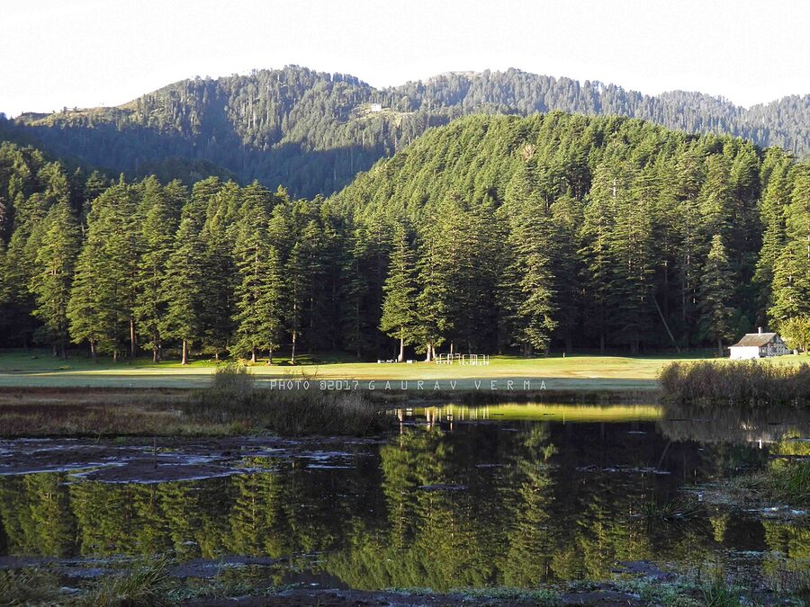 Mature Cedrus deodara forest in the western Himalayas, the dominant species at the sanctuary's higher elevations.