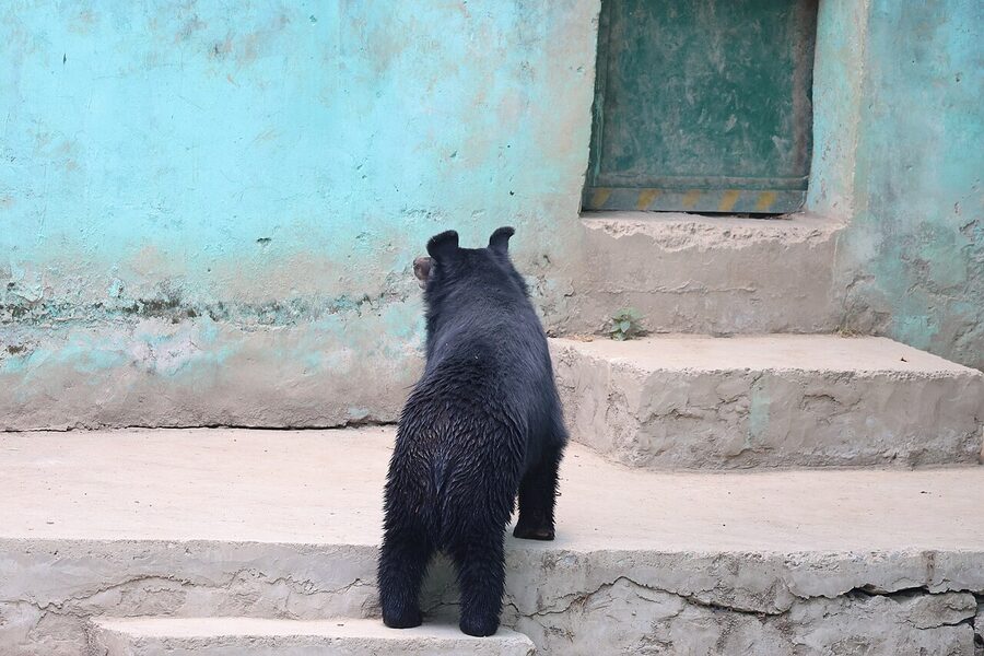 A Himalayan black bear, Ursus thibetanus laniger, the largest carnivore of the sanctuary.