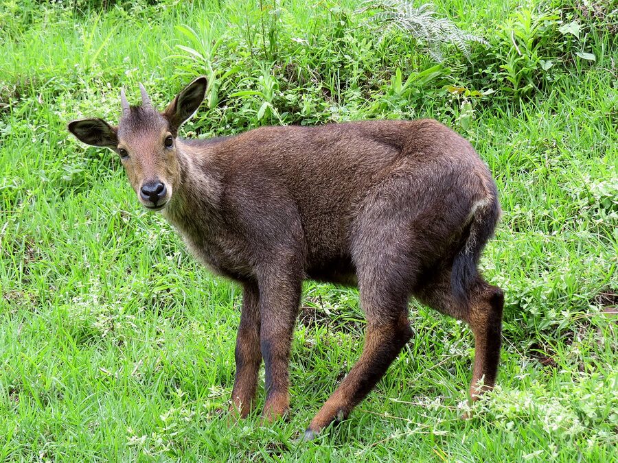 A Himalayan goral, Naemorhedus goral, a goat-antelope of the steep grass and rock slopes.