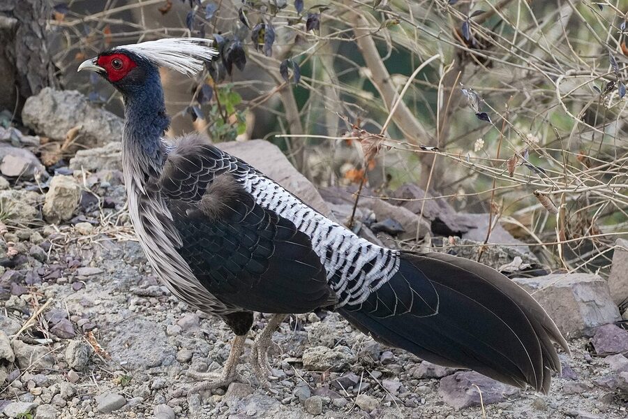 A male kalij pheasant, Lophura leucomelanos, the most commonly seen pheasant in the sanctuary.
