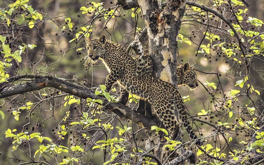 An Indian leopard, Panthera pardus fusca, the apex predator of the sanctuary.