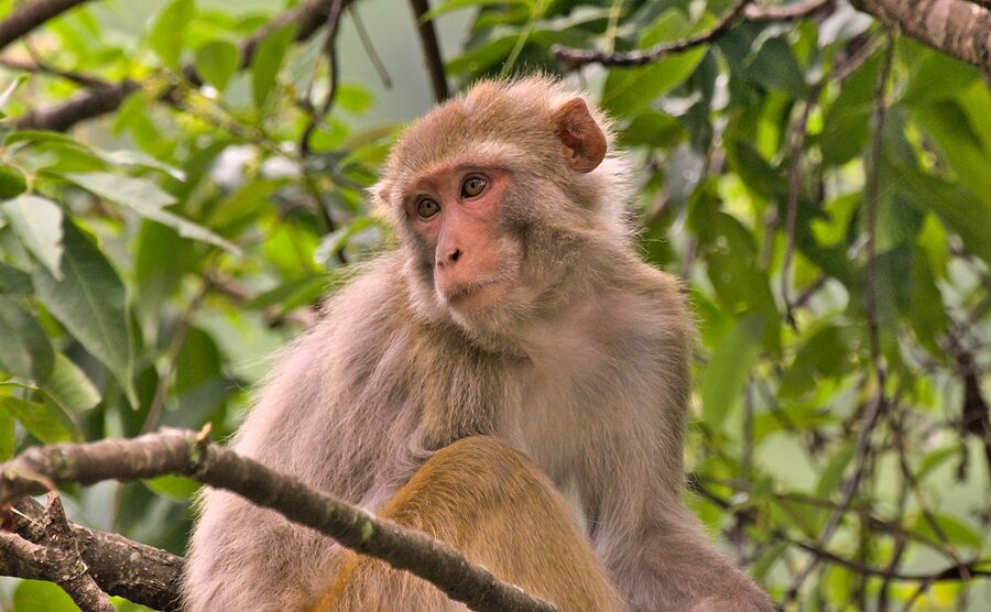 A rhesus macaque, Macaca mulatta, the common monkey of the sanctuary.