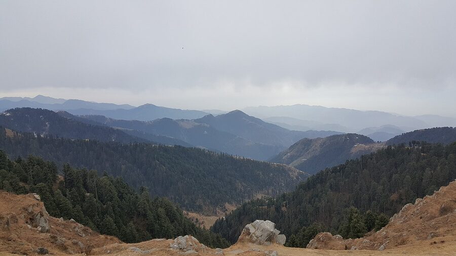 Deodar forest above Dalhousie with morning mist filtering through the trees on the route to Dainkund.