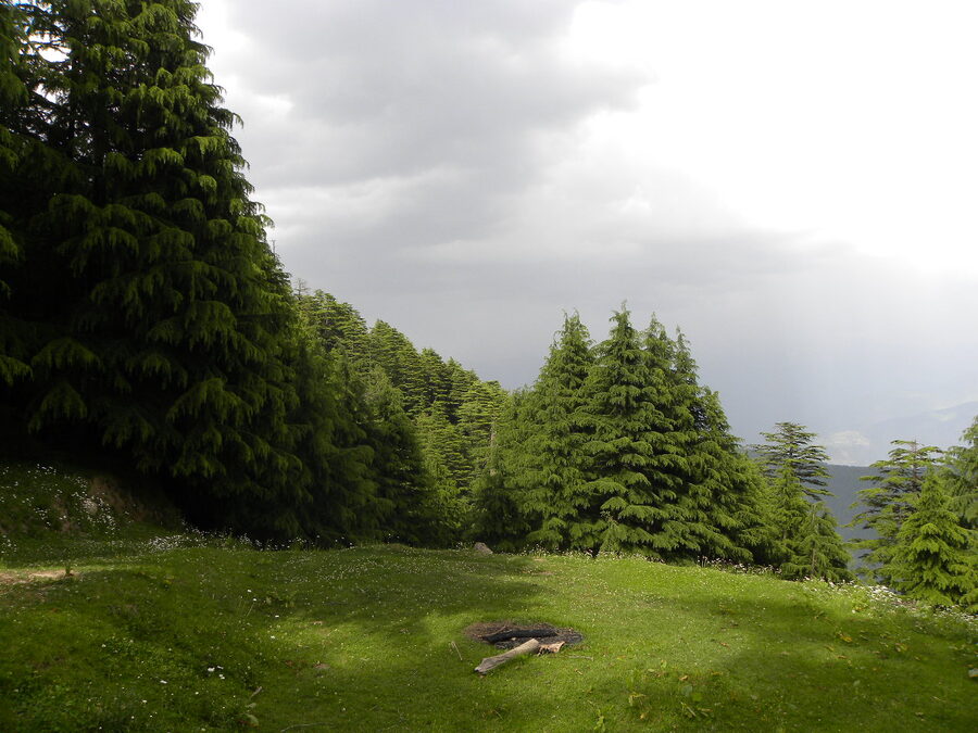 The forest interior of Kalatop Wildlife Sanctuary with tall conifers and dappled sunlight.