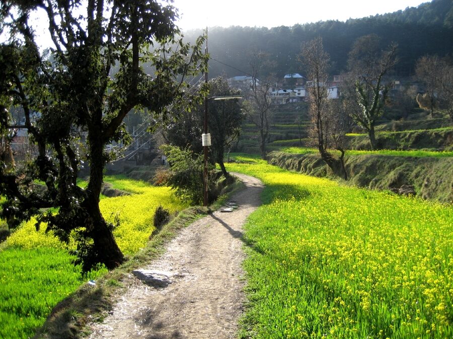 The village of Dharamkot above McLeod Ganj with traditional houses on a forested slope, Himachal Pradesh.