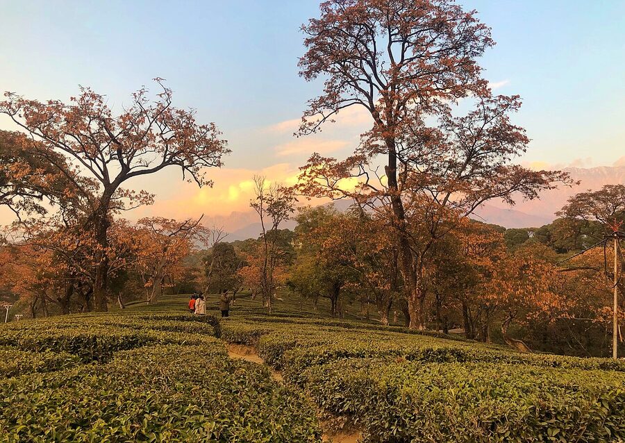 Tea gardens on the slopes near Dharamshala with bushes laid out in regular rows, Himachal Pradesh.