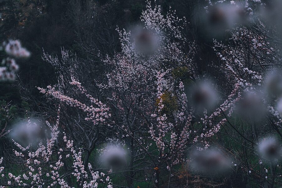 Apricot blossom in Kinnaur in late spring