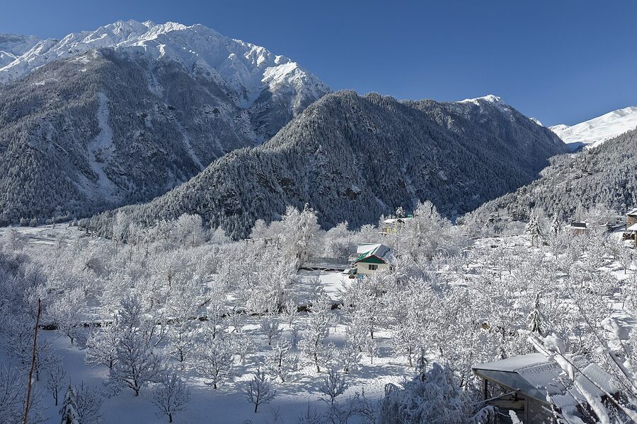 Apple orchards under fresh snow in Sangla, Kinnaur