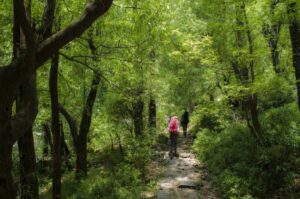 Hiking Day Tour to Triund from Dharamshala - Meeting point: where to start without wasting daylight