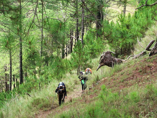 Hiking Day Tour to Triund from Dharamshala - The descent: back the same way, or take the ridge toward Bhagsu Nag