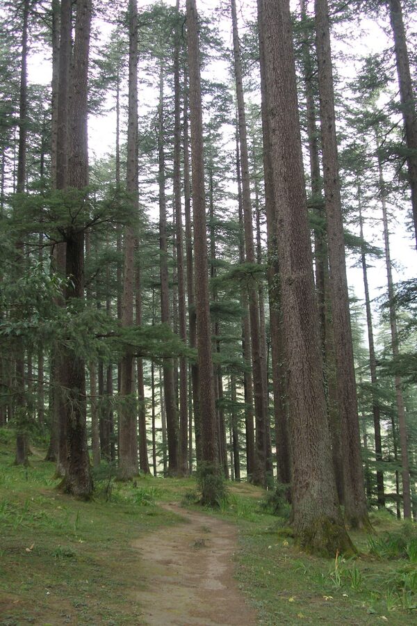 Deodar cedar tree in Manali