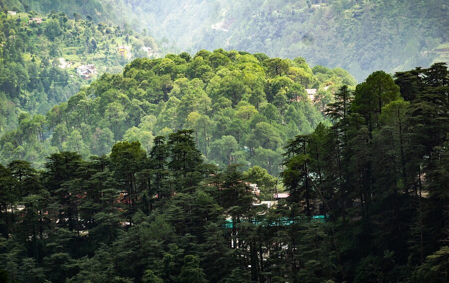 Forest mountains and fog around Shimla, Himachal Pradesh
