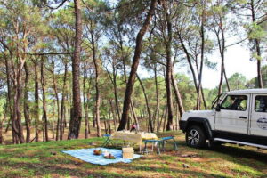 Jeep Safari and Picnic Tour - The jeep safari through tea gardens, pine forests, and the Dhauladhar foothills