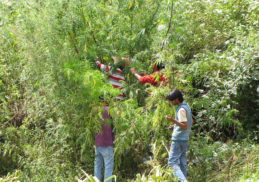 Local villagers making charas in Tosh village, Parvati Valley.