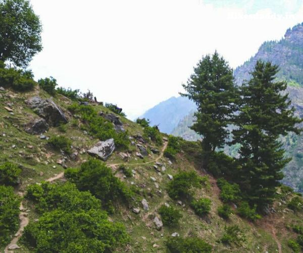 The trail to Kheerganga running through pine forest with the Parvati river below.
