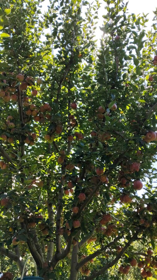 Crates of apples being harvested in the Kullu Valley