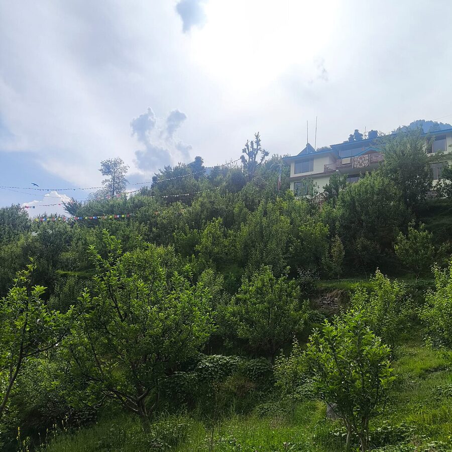 Apple orchards on the slopes above the Kullu Valley in summer