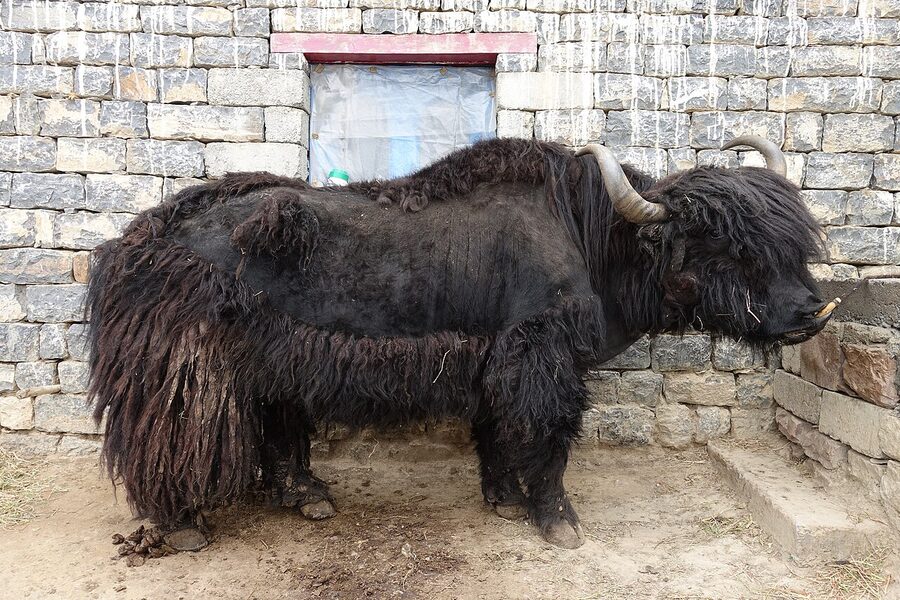 Domestic yak grazing in the Pin Valley, Spiti, Himachal Pradesh.