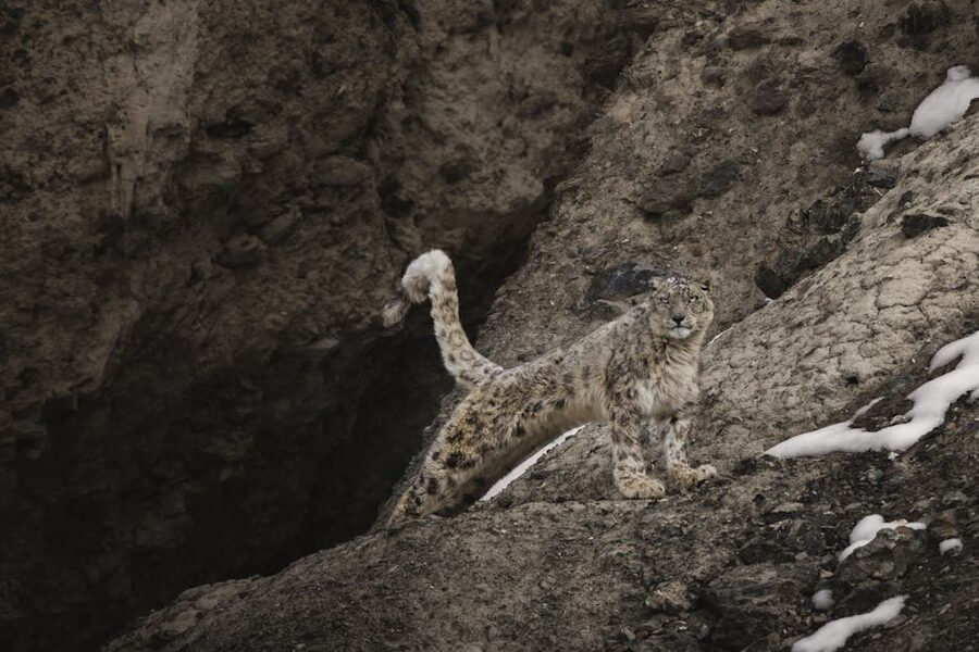A snow leopard photographed in the Kaza area of Himachal Pradesh.