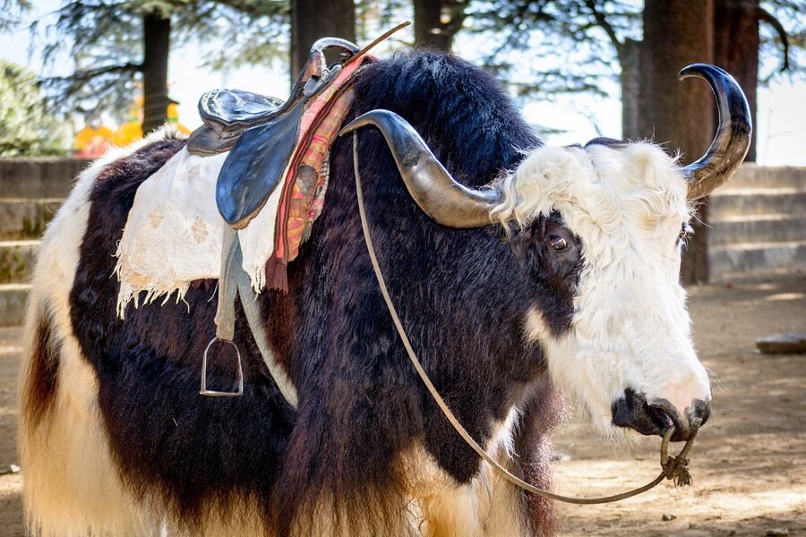Decorated yak in Manali waiting for tourist photo customers