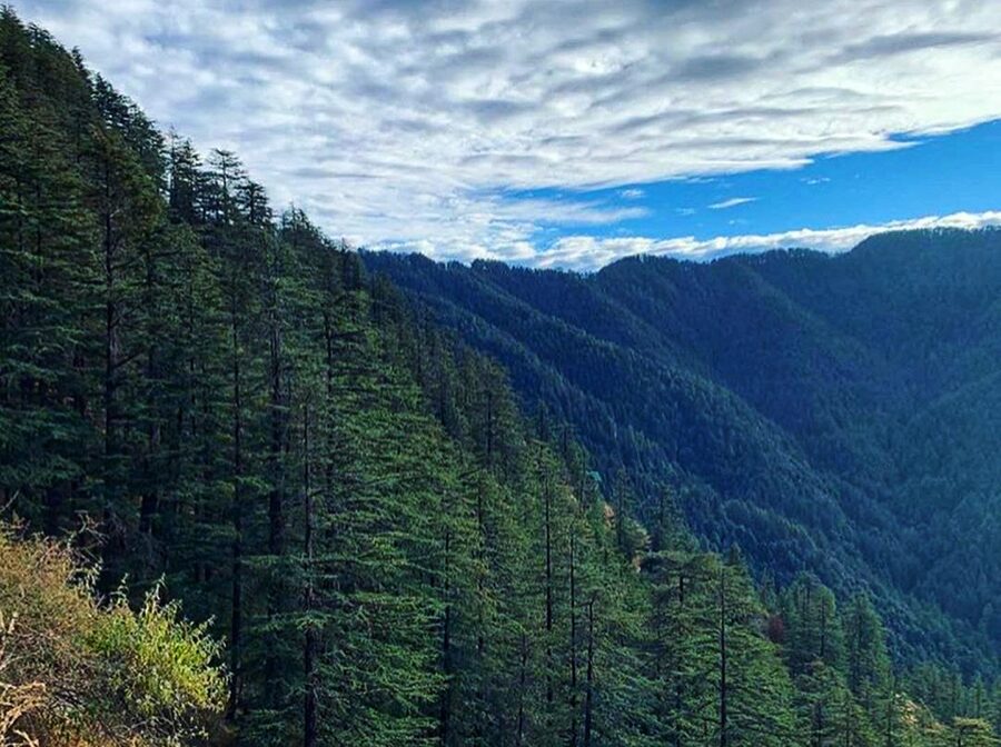 A stand of mature Cedrus deodara in the deodar forest above Manali.