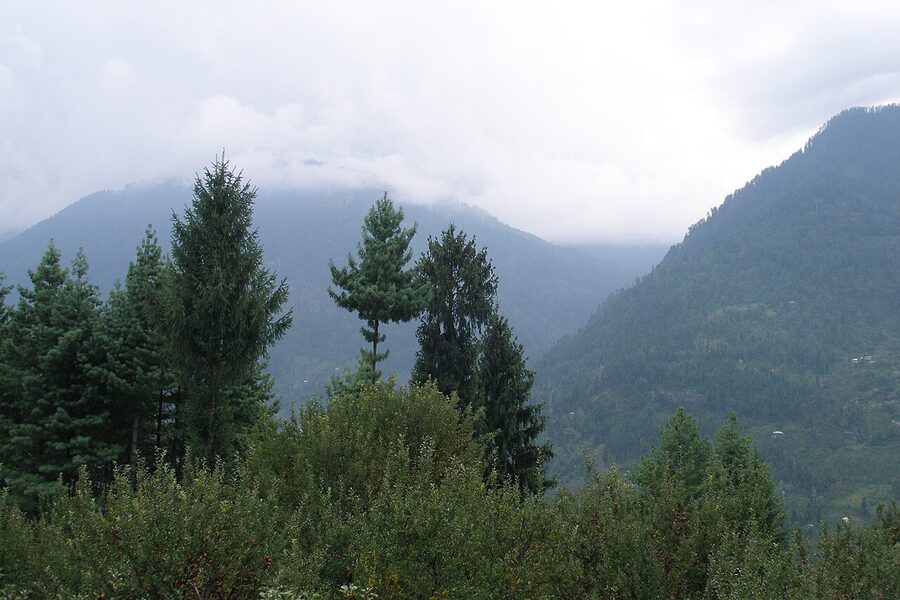 The forest belt the sanctuary protects climbs from deodar at river level into birch and rhododendron near the treeline. This is the band you walk thro