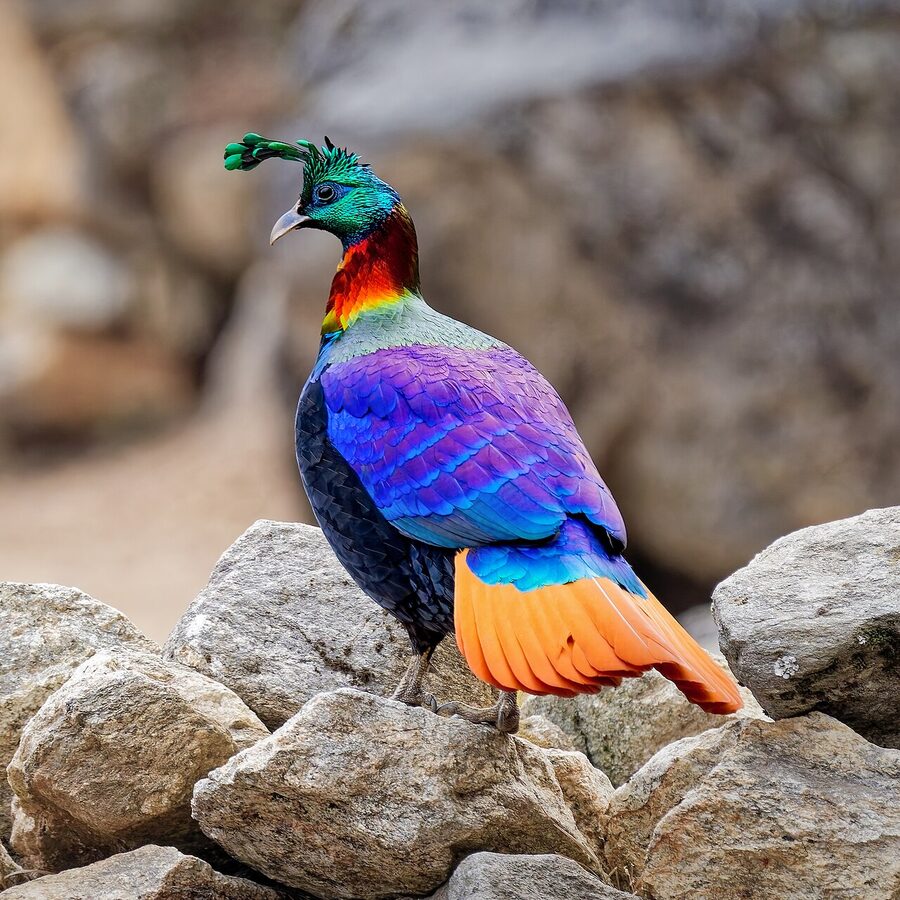 A male Himalayan monal pheasant showing the iridescent blue-green and copper plumage.