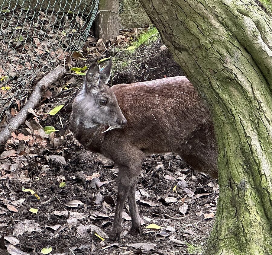 A Himalayan musk deer in a Himalayan forest, the species recorded in the Manali Wildlife Sanctuary.