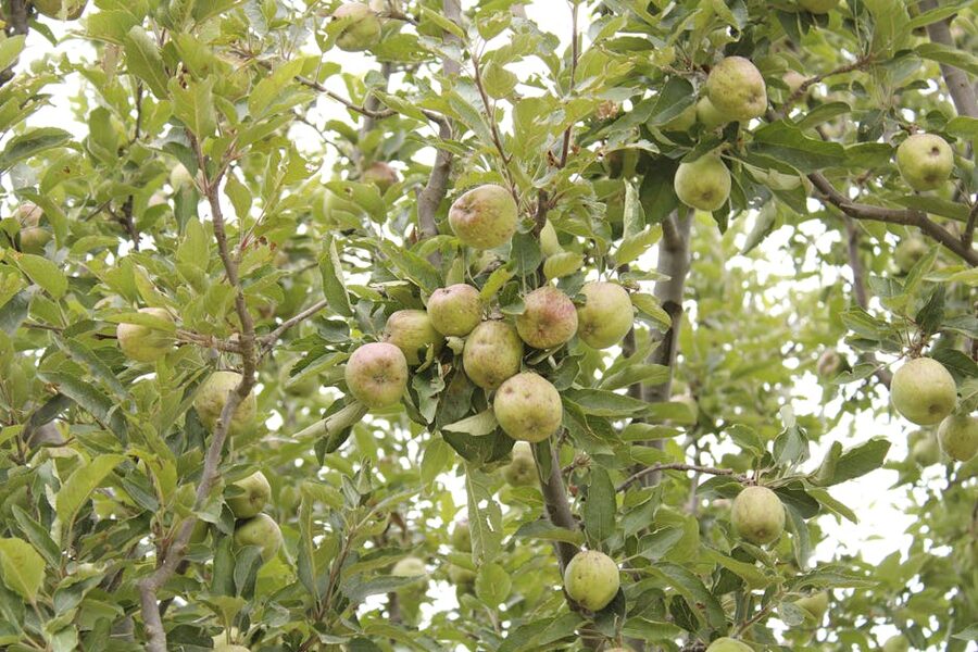 An apple orchard in Himachal Pradesh with bright red ripe apples on the trees in season.
