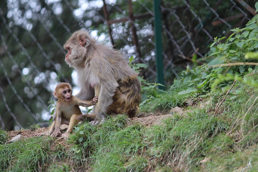 A rhesus macaque mother and baby on Jakhu Hill above Shimla.