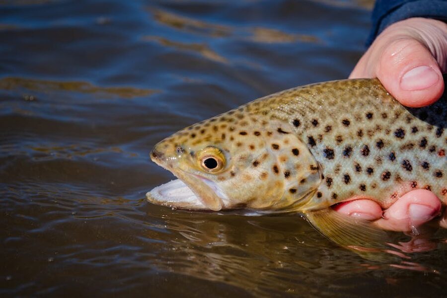 A brown trout being held above shallow river water before release