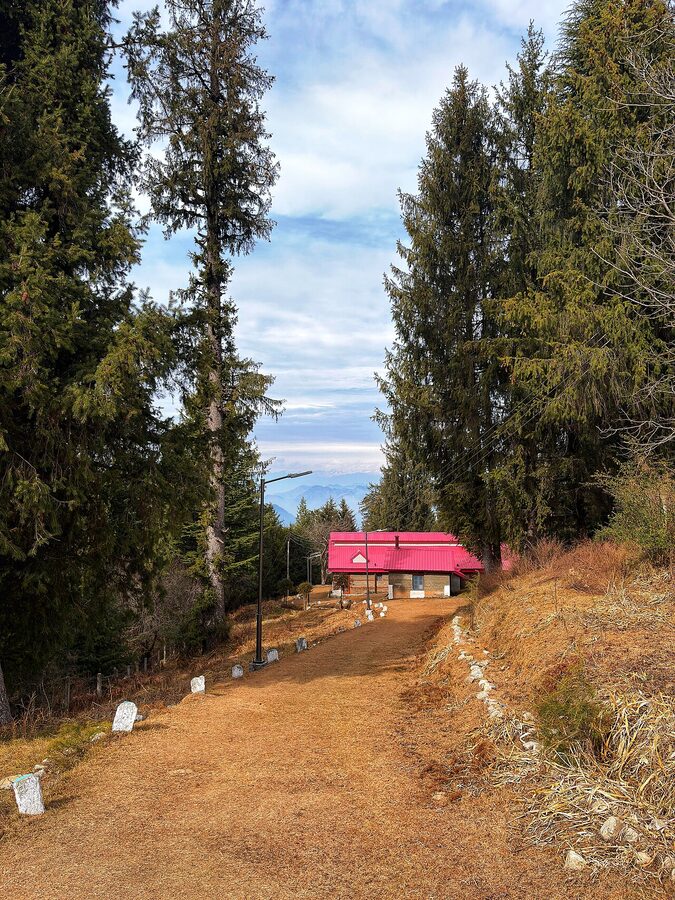 Forested road towards Forest Rest House at Sohja in Tirthan Valley, autumn light