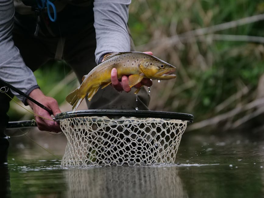 An angler holding a brown trout above a net in a freshwater stream