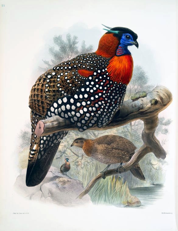 Western Tragopan, the state bird of Himachal Pradesh, illustrated specimen