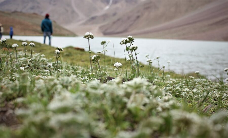 Wildflowers by a high-altitude lake in the Indian Himalayas, near Chandratal.