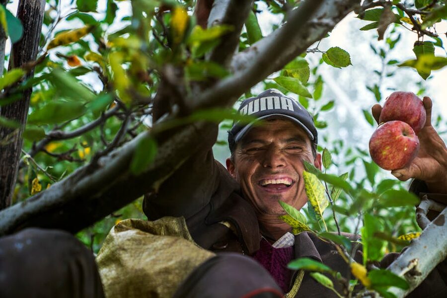 Smiling man harvesting apples in an orchard in India. Vibrant nature shot.