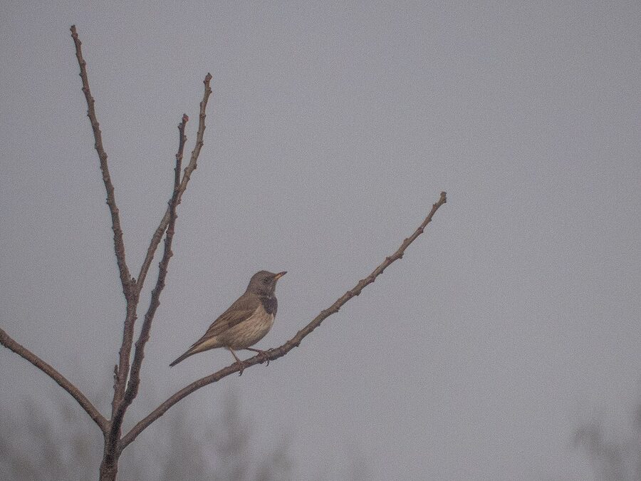 Black-throated Thrush